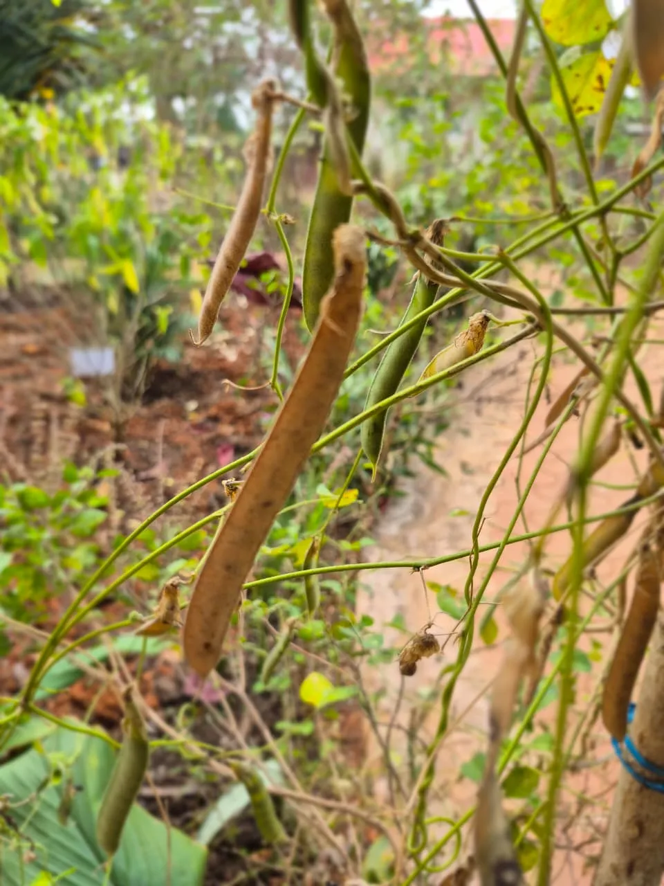 Aparajita Plant - main product image
