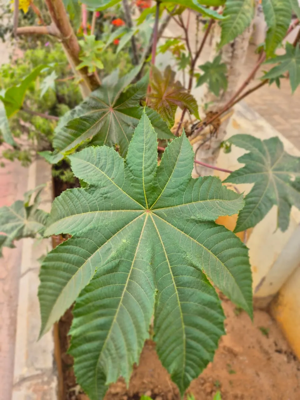Eranda Plant - main product image