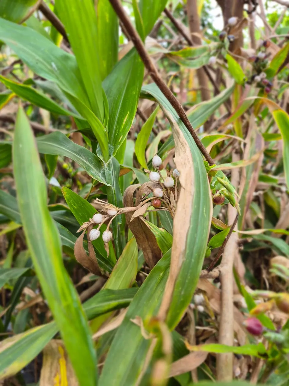 Vaijayanti Plant - main product image