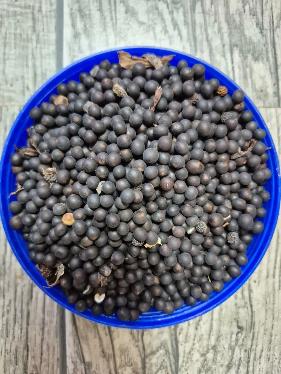 Canna Seeds - main product image
