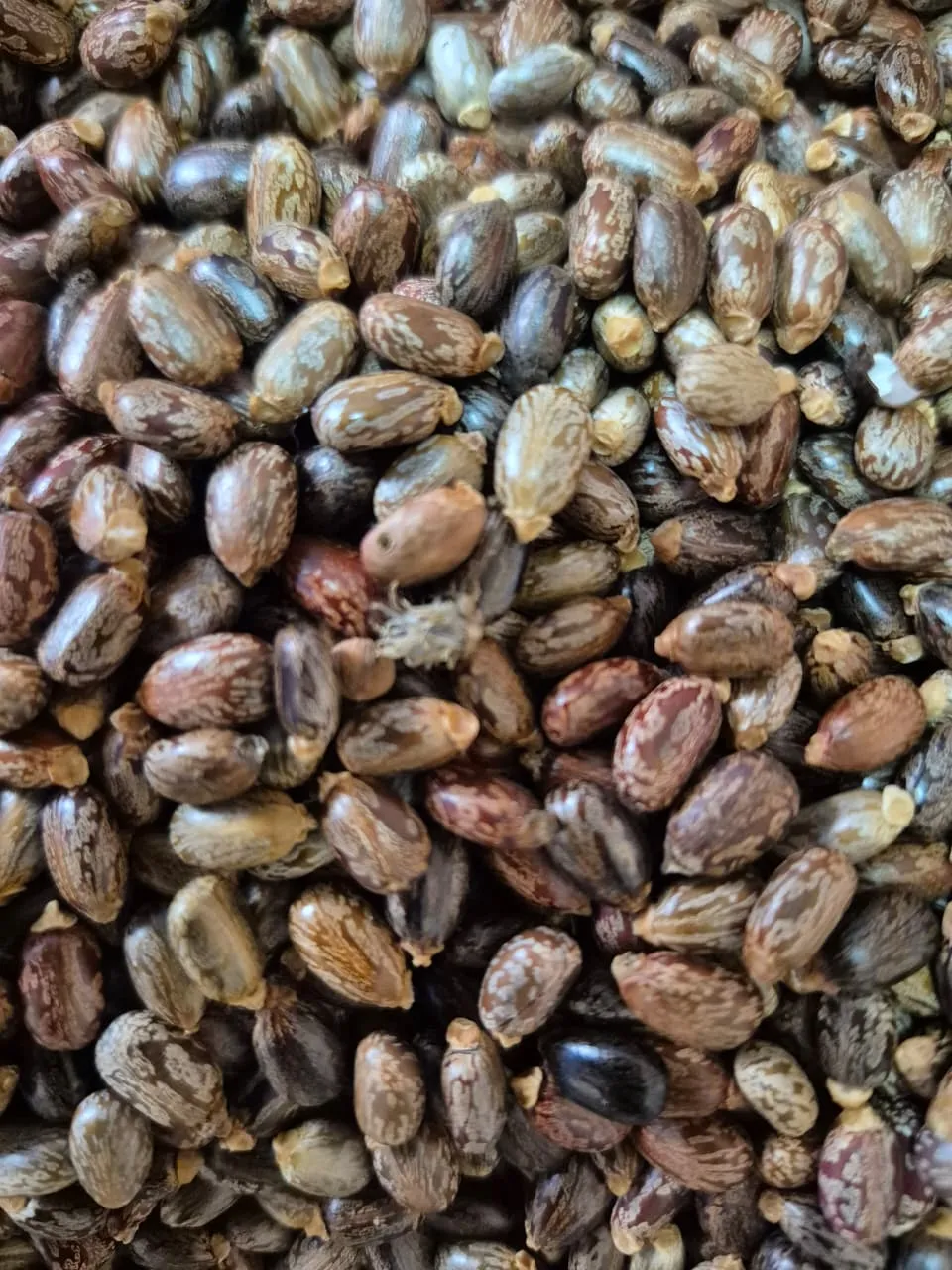 Eranda (Castor) Seeds - main product image
