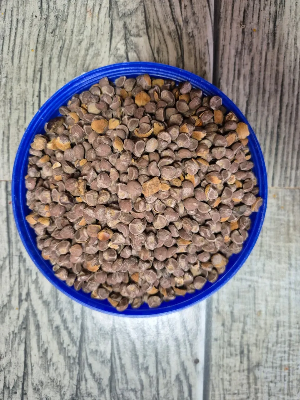 Vidhara (Argeyria) Seeds - main product image
