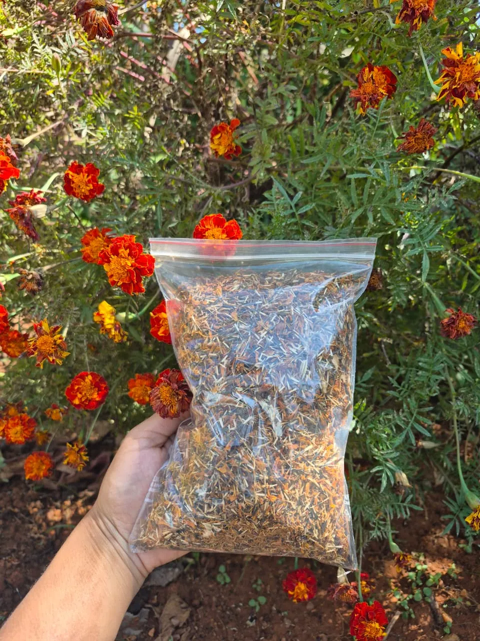 Sun-Dried Marigold - main product image