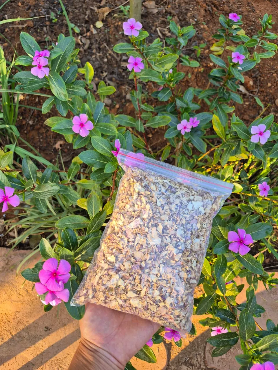 Sun-Dried Periwinkle (Sadabahar) - main product image