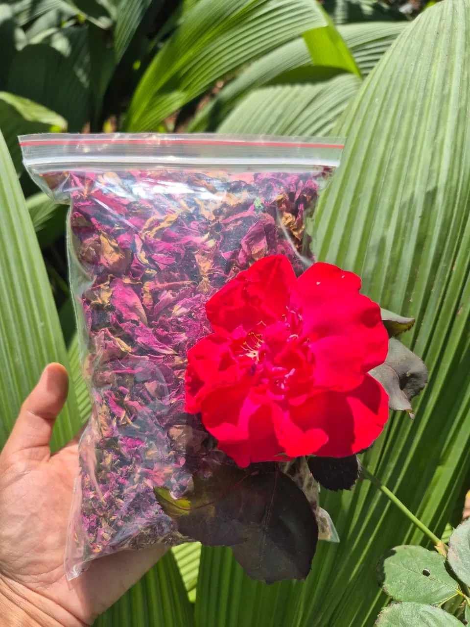 Sun-Dried Rose Petals - main product image
